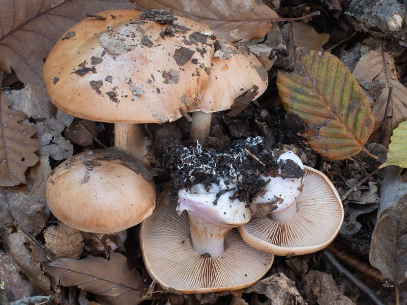 Cortinarius arcuatorum